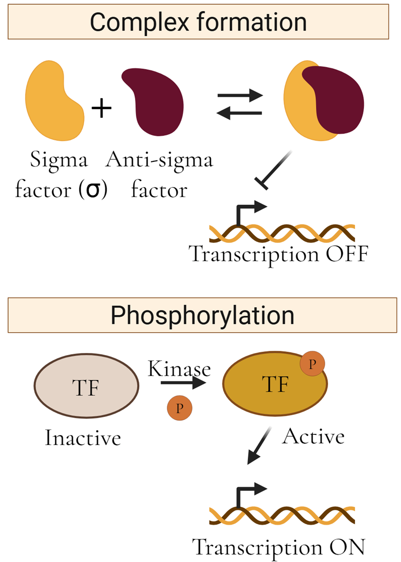 Post-translational regulation through complex formation and phosphorylation