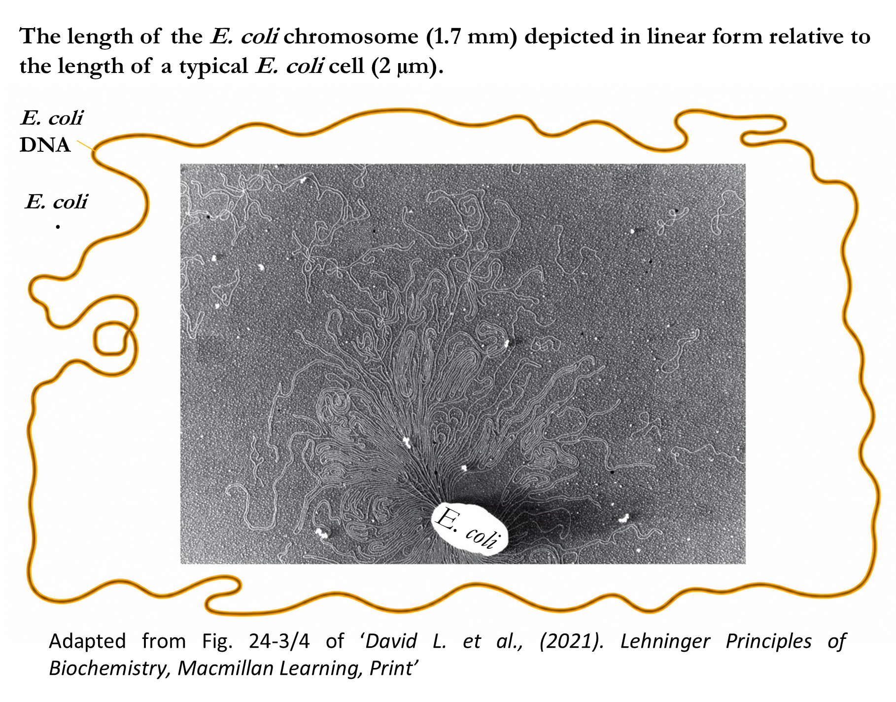DNA topology and supercoiling in bacterial cells