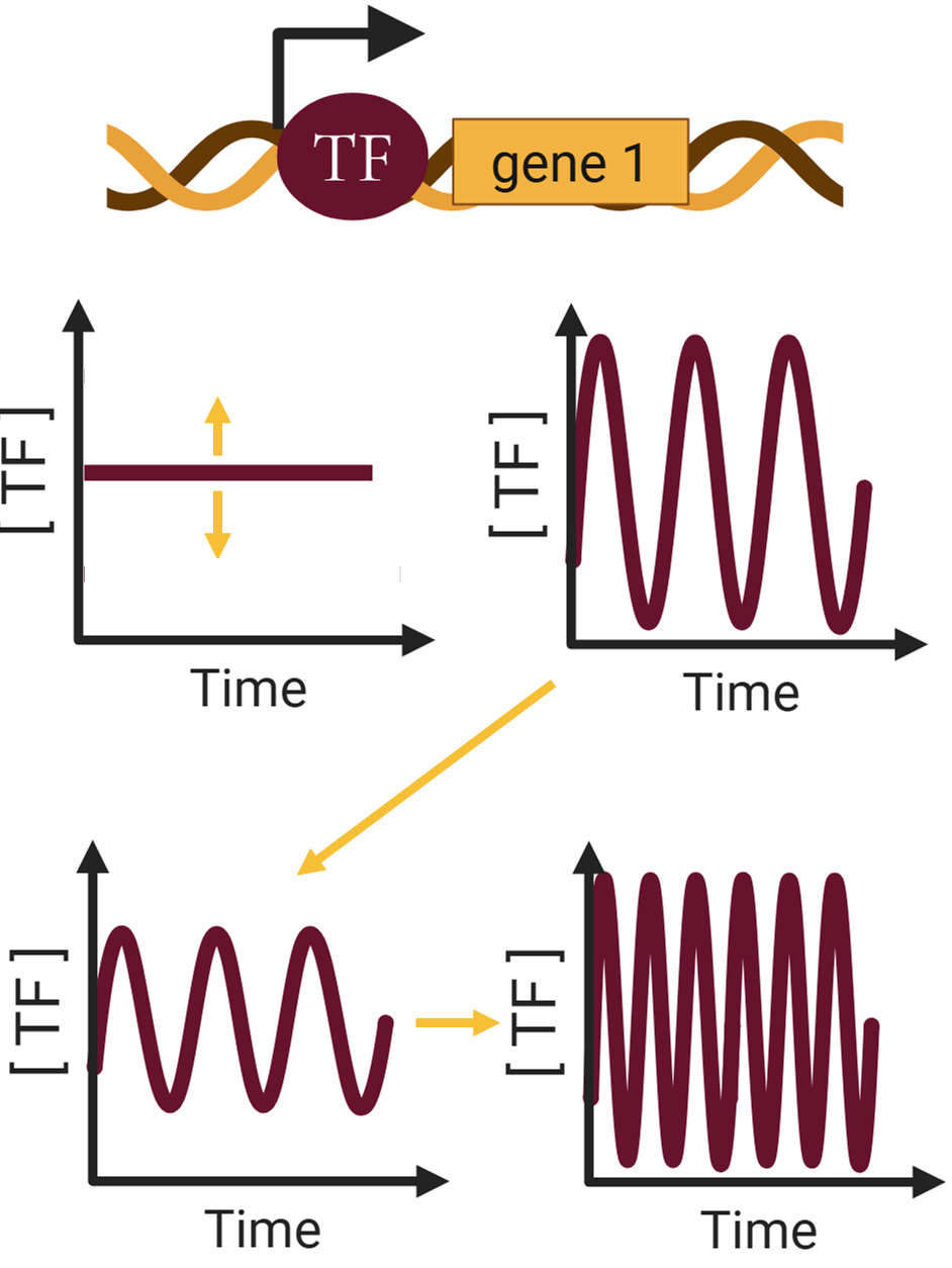 Transcription factor concentration and temporal dynamics
